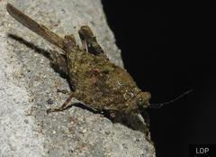 Paratettix obesus
