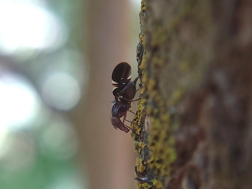Unknown species found near Two Rivers / Banbury, Eagle, ID, USA