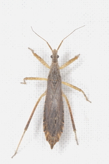 Pygolampis pectoralis