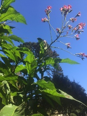 Nicotiana tabacum