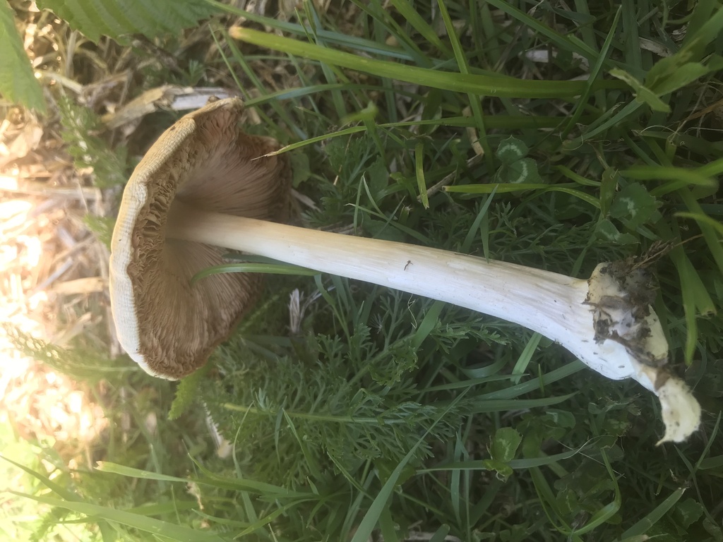 Volvopluteus gloiocephalus · January 2025 · photo: © fuligogirl (iNaturalist, cc-by)