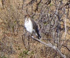 Buteo auguralis