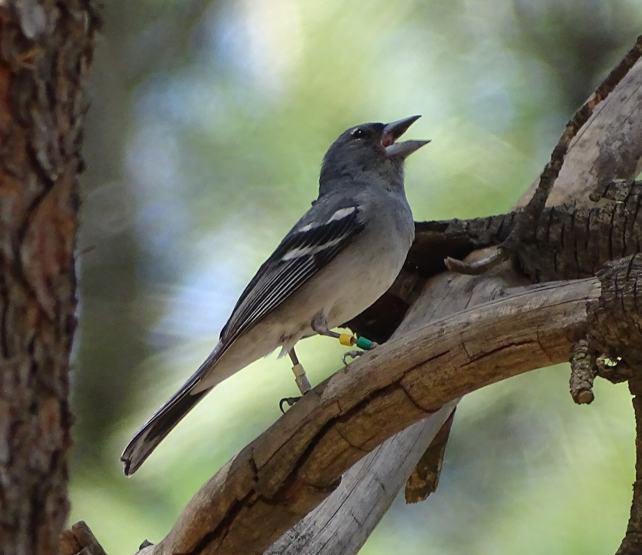 Gran Canaria Blue Chaffinch (Fringilla polatzeki), photo 2