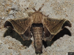 Bombycinae