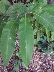 Castanea sativa