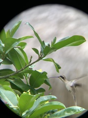 Phaethornis anthophilus