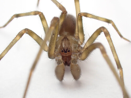 Peninsula Hacklemesh Weaver