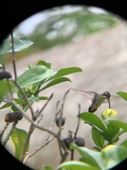 Phaethornis anthophilus