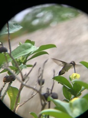 Phaethornis anthophilus