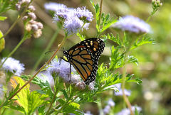 Danaus plexippus