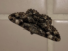 Peribatodes umbraria