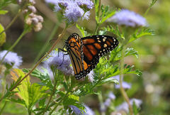 Danaus plexippus