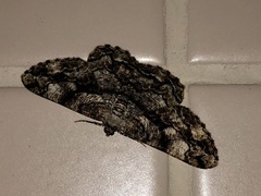 Peribatodes umbraria