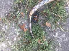 Nicrophorus carolina