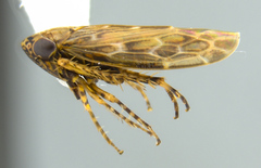 Deltocephalini