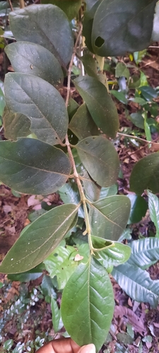 Afrocanthium kilifiense