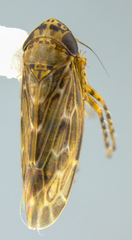 Deltocephalini