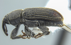 Mecinus pyraster