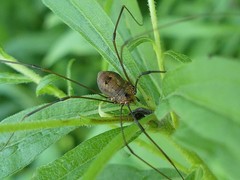 Leiobunum calcar