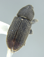 Mecinus pyraster