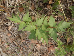 Toxicodendron radicans verrucosum