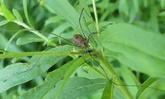 Leiobunum calcar