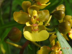 Trichocentrum bicallosum