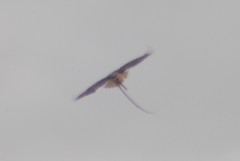 Pituophis catenifer deserticola