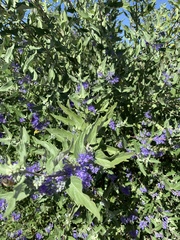 Caryopteris × clandonensis