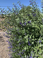Caryopteris × clandonensis