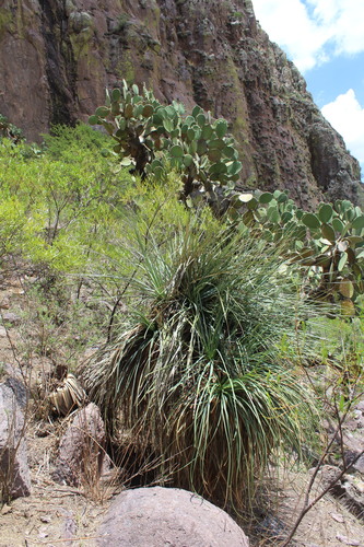 Nolina durangensis