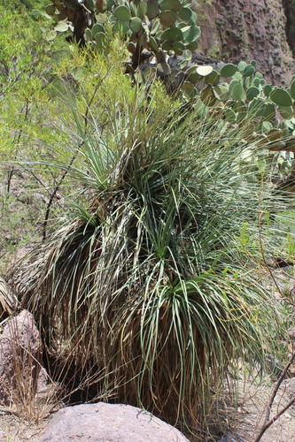 Nolina durangensis