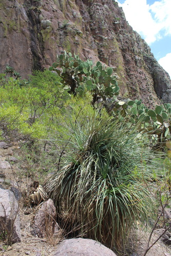 Nolina durangensis