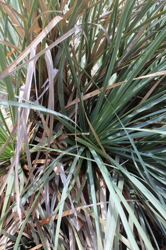 Nolina durangensis