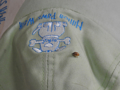 Peltoschema perplexum