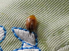 Peltoschema perplexum