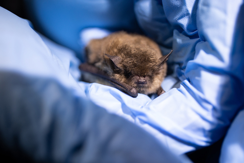 Yuma Myotis