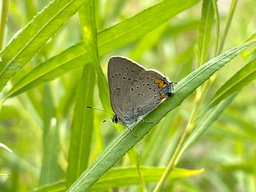 Acadian Hairstreak photo 6
