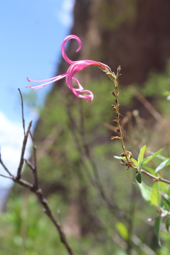 Anisacanthus puberulus, photograph 6