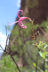 Anisacanthus puberulus, photograph (c) Arturo Castro Castro, some rights reserved (CC BY)
