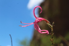 Anisacanthus puberulus, photograph (c) Arturo Castro Castro, some rights reserved (CC BY)