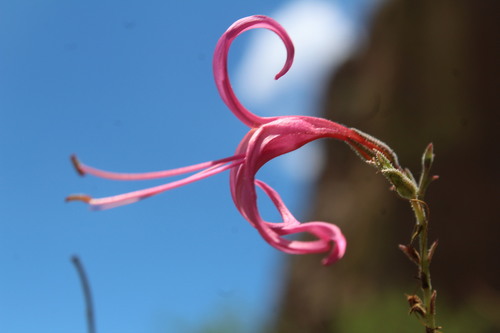 Anisacanthus puberulus, photograph 3
