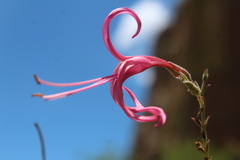 Anisacanthus puberulus, photograph (c) Arturo Castro Castro, some rights reserved (CC BY)