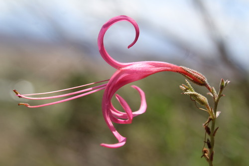 Anisacanthus puberulus, photograph 1