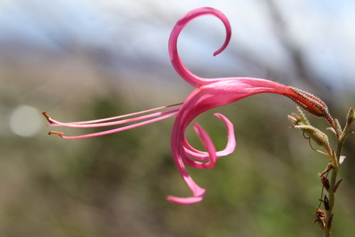 Anisacanthus puberulus, photograph 4