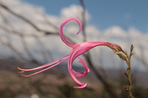 Anisacanthus puberulus, photograph 5