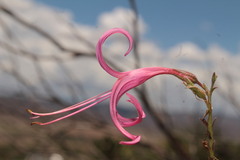 Anisacanthus puberulus, photograph (c) Arturo Castro Castro, some rights reserved (CC BY)