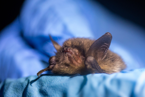 Yuma Myotis