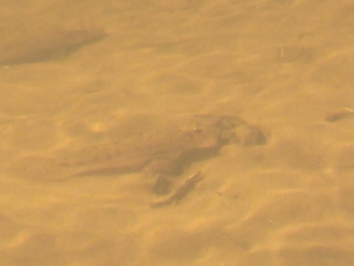 Common Gudgeon, 7795 DB Diffelen, Nederland, photo 10 of 10