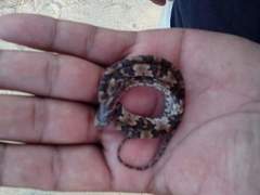 Trimorphodon biscutatus